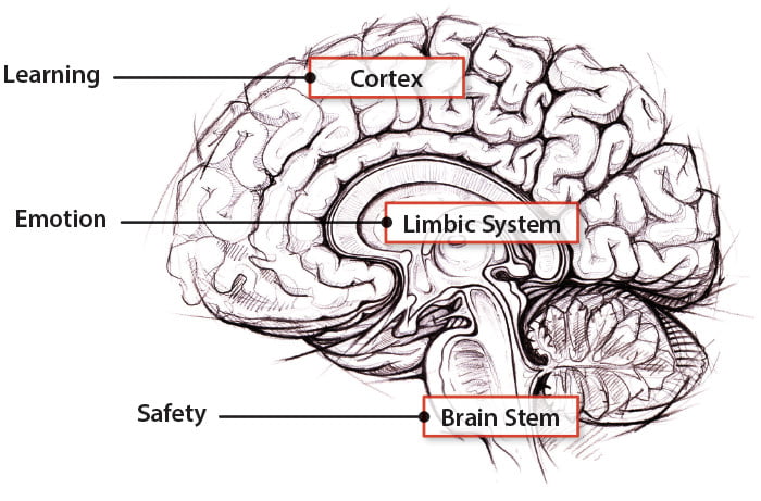 tre livelli cervello